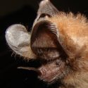 flagermus lyd insekter byttedyr