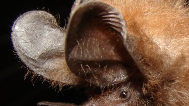 flagermus lyd insekter byttedyr