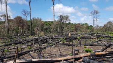regnskov brasilien brand