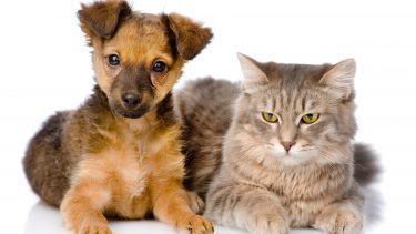 Hund lyde piben mennesker reagere