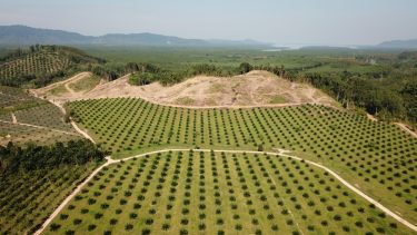 En palmeolieplantage på Borneo.. I baggrunden kan man se regnskov, som er ved at blive ryddet for at skabe plads til mere plantage
