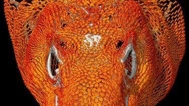 Komodovaraner brynje knogler