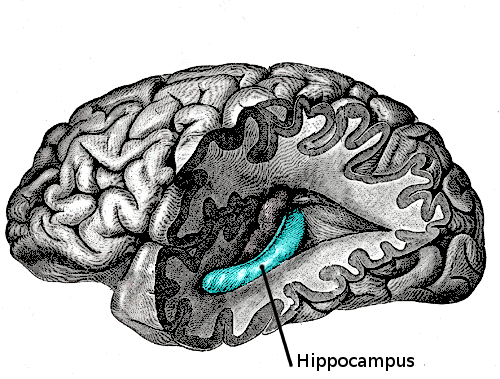 hippocampus epilepsi behandling hjernen