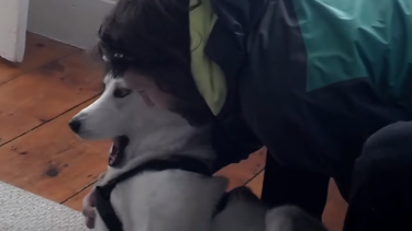 Talende hund siger nej til kennel husky