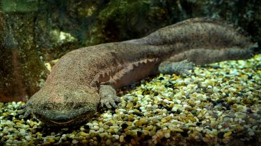 nyopdaget art af kæmpesalamander er verdens største padde kinesisk kæmpesalamander amfibie videnskab