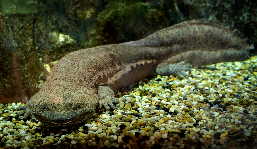 nyopdaget art af kæmpesalamander er verdens største padde kinesisk kæmpesalamander amfibie videnskab