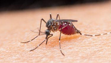 myg malaria norge videnskab