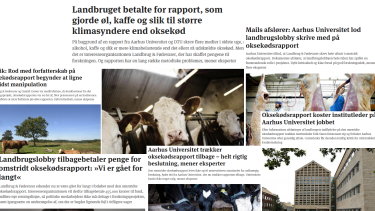 oksekødsrapport information aarhus universitet