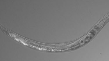 rundorm_Auanema sp._køn_mono_lake_ekstrem