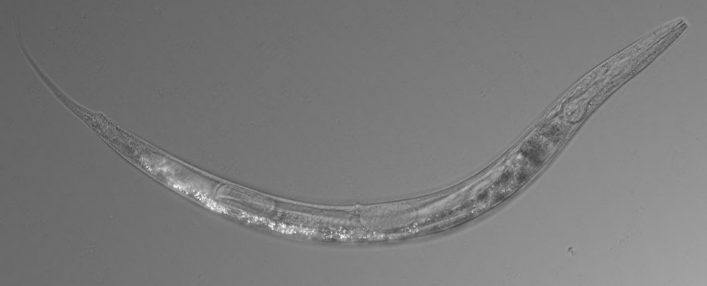 rundorm_Auanema sp._køn_mono_lake_ekstrem