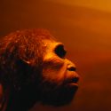 neandertaler ørebetændelse udryddelse uddø mellemørebetændelse