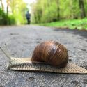 snegl vej regn skov