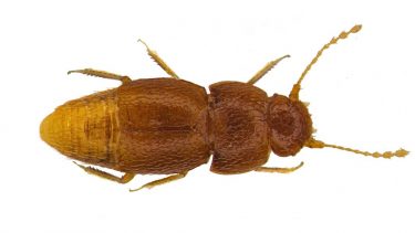 bille greta navn