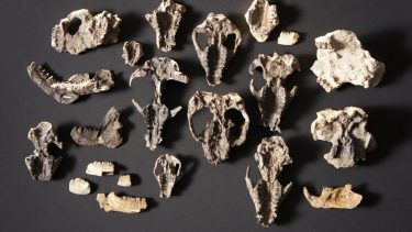 kranier_udrydde_corral_bluffs