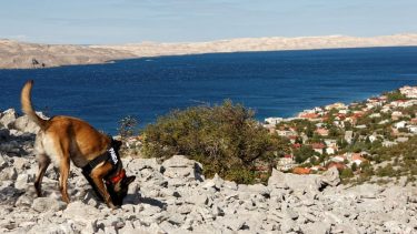 hund_arkæologi_grav_forhistorisk_søge