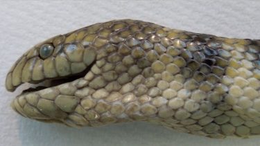 Havslange Hydrophis cyanocinctus hovedskal kranie ilt oxygen evolution kuldioxid firben øgler gæller blodkar blodårer arterier pineal øje pineal foramen