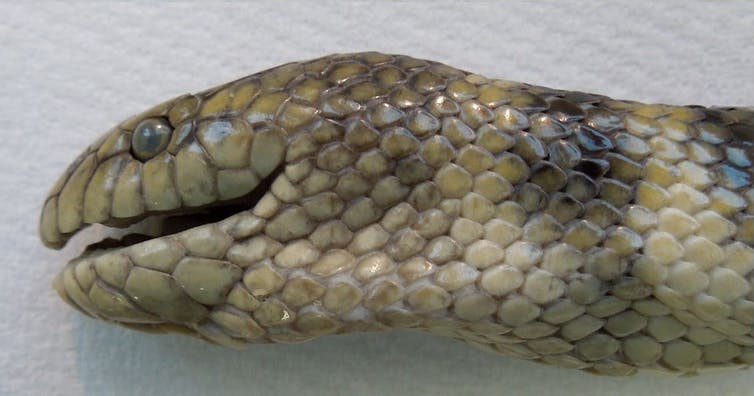 Havslange Hydrophis cyanocinctus hovedskal kranie ilt oxygen evolution kuldioxid firben øgler gæller blodkar blodårer arterier pineal øje pineal foramen