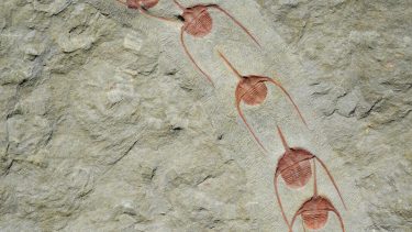 Trilobitter_leddyr_ampyx_priscus
