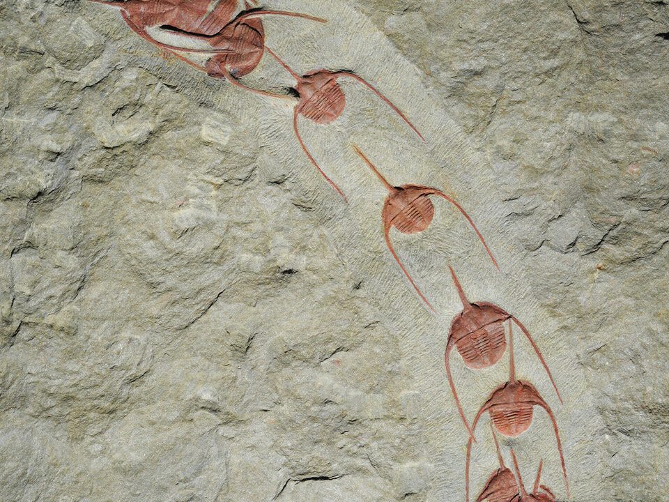 Trilobitter_leddyr_ampyx_priscus