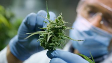 stort studie intet bevis for at marihuana kan kurere angst og depression forskning medicinsk cannabis psykiske problemer