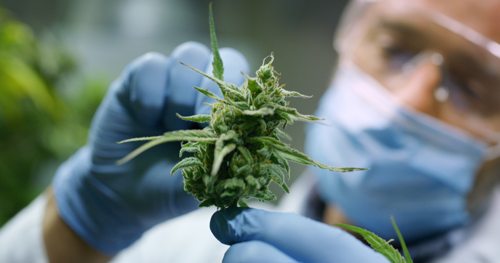 stort studie intet bevis for at marihuana kan kurere angst og depression forskning medicinsk cannabis psykiske problemer