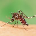 gulfebermyg_zikavirus_aedes_myg_sygdom_gravid