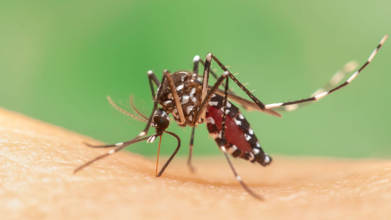 gulfebermyg_zikavirus_aedes_myg_sygdom_gravid