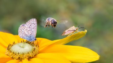 Arter af insekter uddør i alarmerende hast - og det er vores skyld