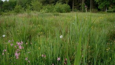 Eng, enge, forskning, biodiversitet, dyr, planter, fremtiden, Naturstyrelsen