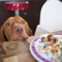Hund tigger ved bordet og stirrer på en tallerken med rester