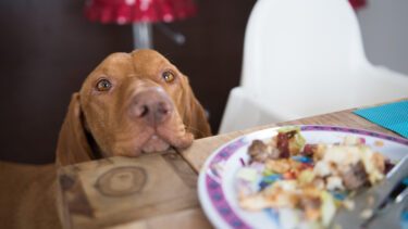 Hund tigger ved bordet og stirrer på en tallerken med rester
