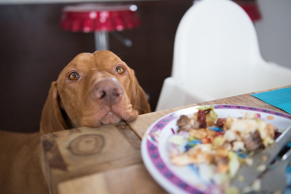 Hund tigger ved bordet og stirrer på en tallerken med rester