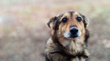 hund_adfærd_stress_råbe_psyke_opdrage