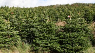 juletræer co2 regnskab
