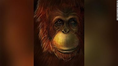 kæmpeabe_orangutang_gigantopithecus_blacki