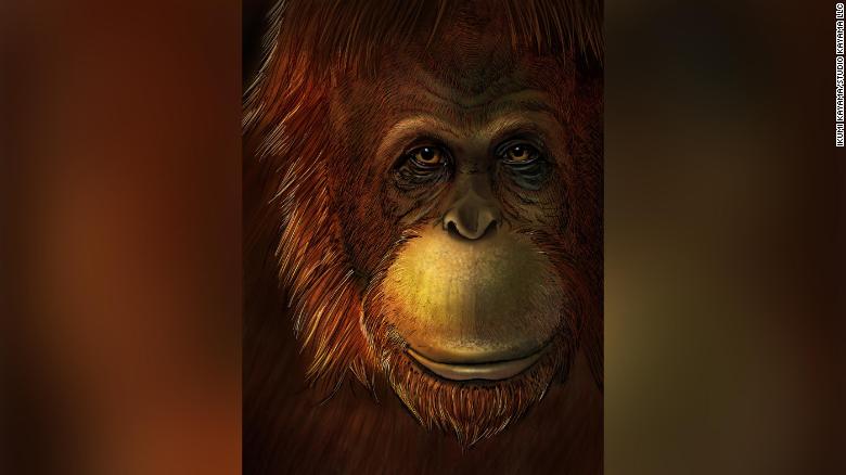 kæmpeabe_orangutang_gigantopithecus_blacki