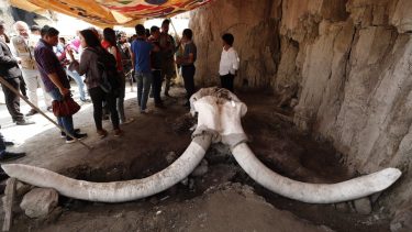 mammut fælde arkæologi