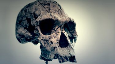 Neandertalere uddø forsvinde homo sapiens moderne mennesker matematisk model