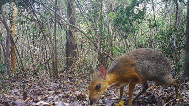 dværghjort musehjort art udryddelse vietnam biodiversitet