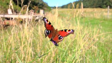Sommerfugl, blomster, biodiversitet, forskning, klima