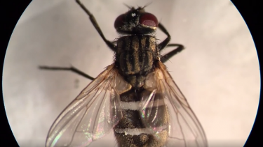 Dødbringende svamp tager kontrol over 'zombiefluer' videnskab dk Entomophthora muscae danske forskere
