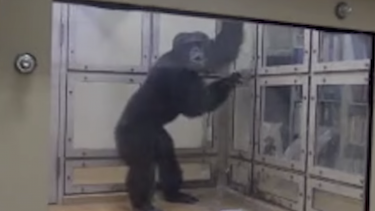 Chimpanser dans Kyoto Universitet