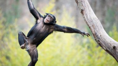 chimpanse_kaster_sten_mod_trae.jpg