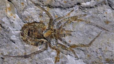 fossil edderkop forfalskning