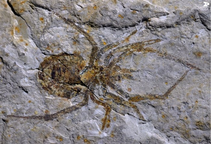 fossil edderkop forfalskning