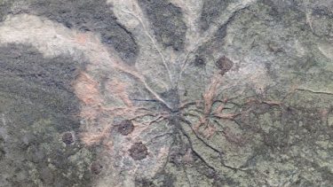 fossiler træer verdens ældste skov urskov rodnet cairo new york