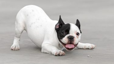 hunde_tælle_tal_hjernen