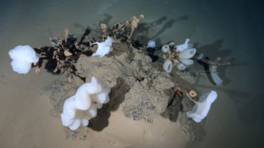Skorsten hydrotermisk aktivitet Arktis black smokers havbund højderyg røg vanddamp undervandskanaler mineraler kemiske signaturer ekstremofile mikrober bakterier vulkansk aktivitet