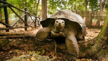 kæmpeskildpadde_alder_lærenem_hukommelse