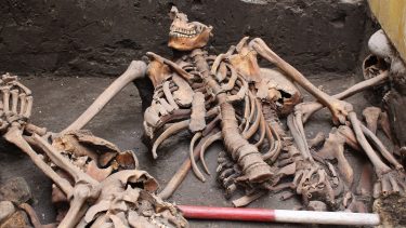 Massegrav fundet i Tiendeladen i Aalborg indeholder skeletter med grusomme skader. (Foto Nordjyllands Historiske Museum/Susanne Østergaard). 